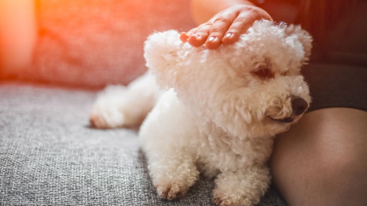 Benefici di vivere con un cane