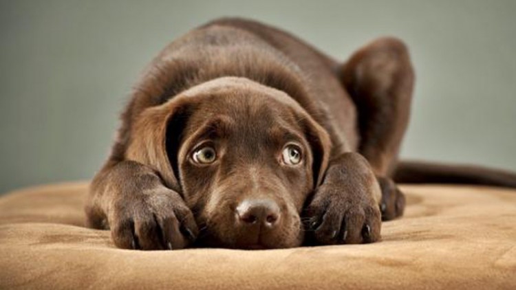 Capodanno: da OIPA alcuni consigli per proteggere i cani dal terrore dei botti.