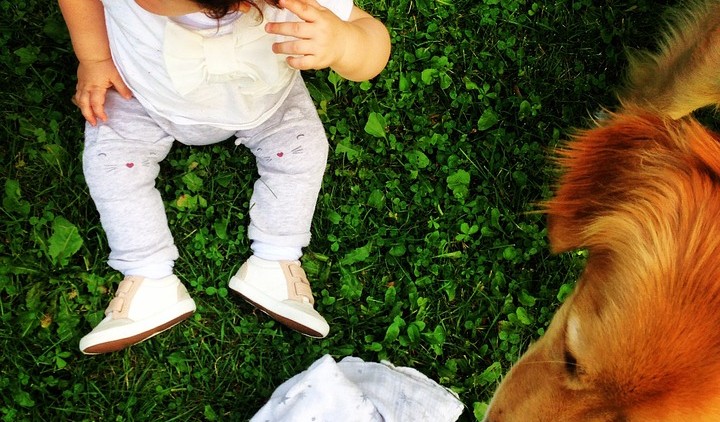 Neonato in arrivo? Alcuni consigli per una pacifica convivenza tra bebè e cane