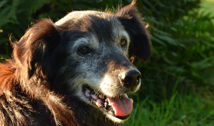 Aggiungi un nonno a tavola: 6 motivi per adottare un cane anziano