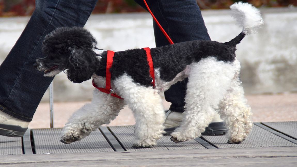 Cane e passeggiata: le nuove regole per la passeggiata in luoghi pubblici