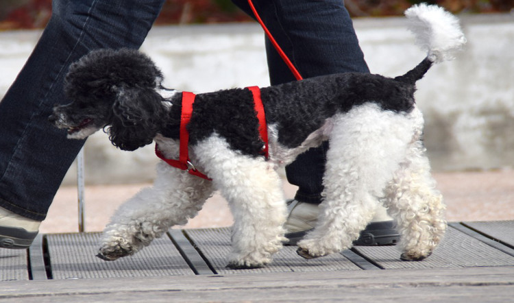 Cane e passeggiata: le nuove regole per la passeggiata in luoghi pubblici