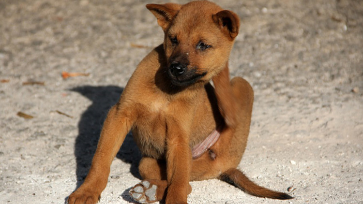 Come individuare ed eliminare le pulci