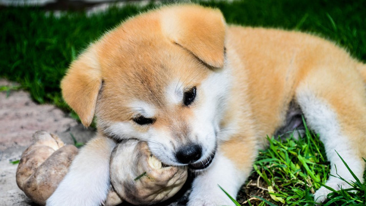 Perchè il cane sotterra l’osso?