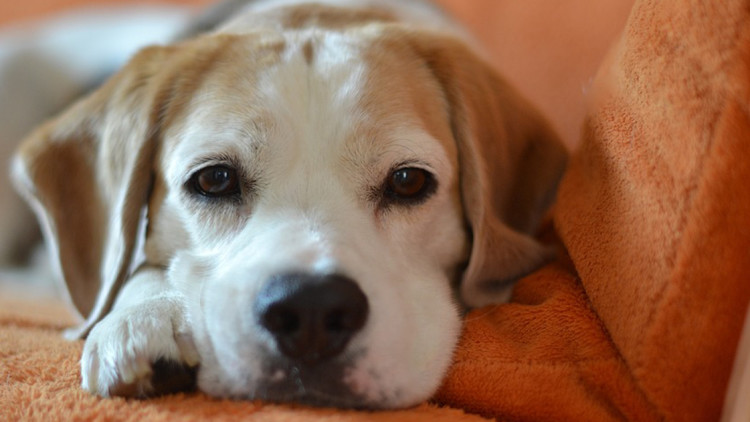 I cani sanno manipolare l’uomo? La risposta della scienza