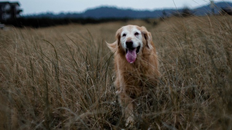 Come invecchiano i cani