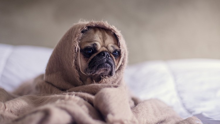 Come calmare il cane durante un temporale