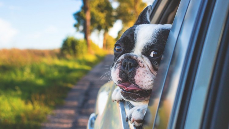 Cani in auto: le regole del Codice della Strada
