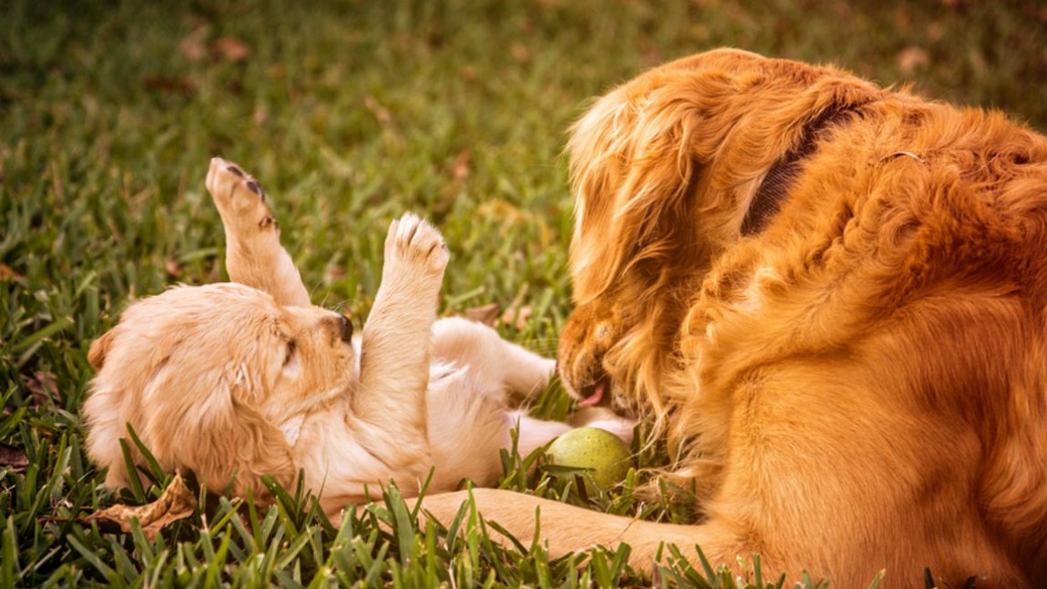 L’importanza del gioco per il cane