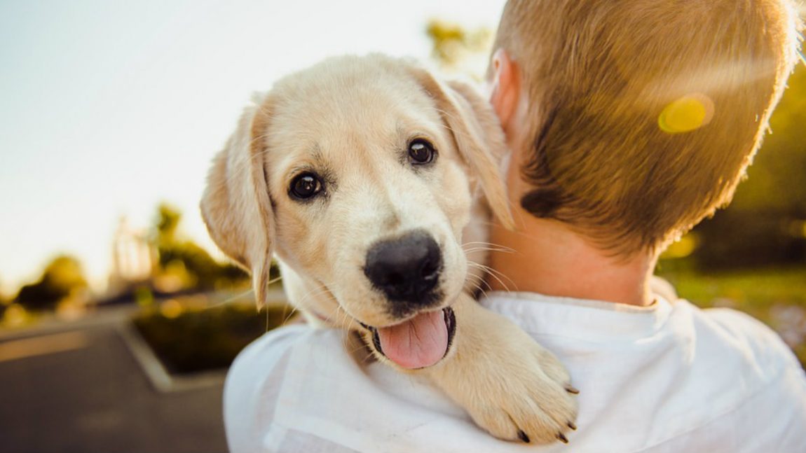 Quanto costa adottare un cane del canile?