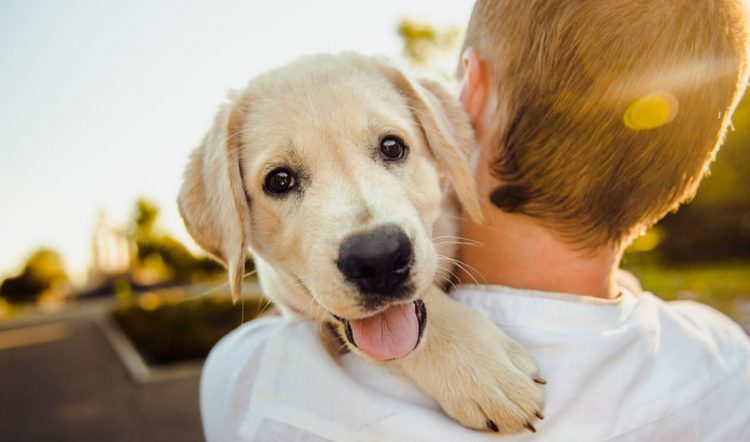 Quanto costa adottare un cane del canile?