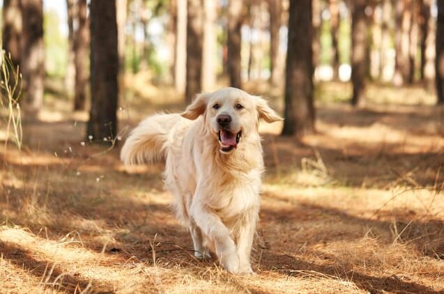 Adottare un cane: consigli e checklist per prendere un cane