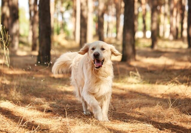 Adottare un cane: consigli e checklist per prendere un cane